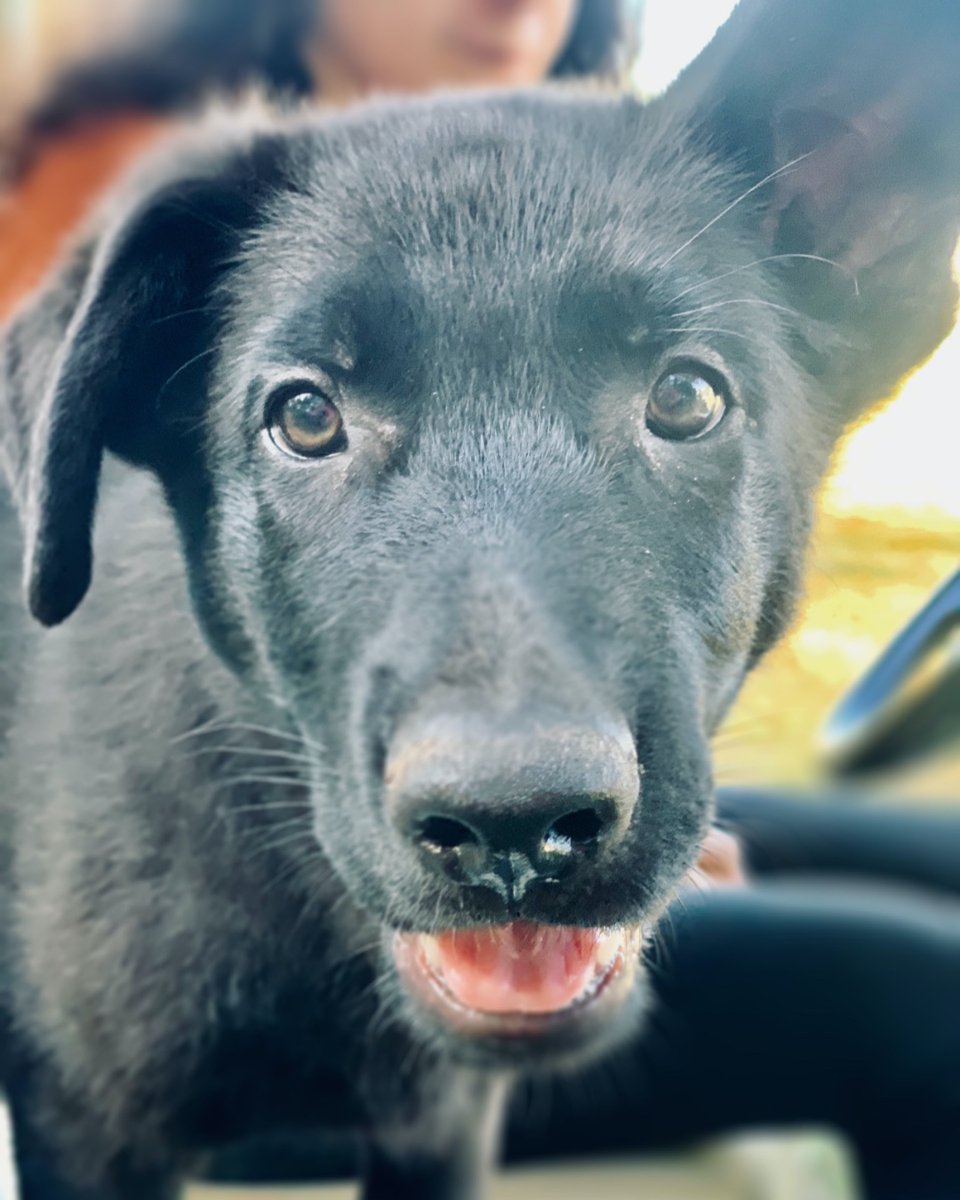MediServiceDogs's tweet photo. CycleBark is headed your way #Pittsburgh! Reserve your bike! 🚲
to join us @CycleBarNorthHills 4/02 at noon or 2 & exercise your heart & your soul💙 Just $60 to join in !🐕🦺 Sign up now: https://t.co/mt3lvH7vI1
#Health #Exercize #Fundraising #ServiceDogs https://t.co/cn1U8OX3pU