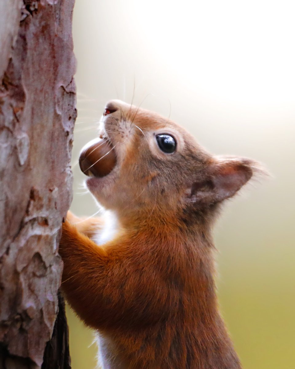 HannahStitfall's tweet photo. Another episode of Scotlands Big 5 is now over on @BBCEarth kids YouTube channel! 🐿🐾🌲

Was a total joy to make this series! And the red squirrels certainly wanted to be filmed! 🐿🥰

Please share with any small people, but adults can watch to! 🤍

https://t.co/wrAGIBhtH7 https://t.co/W5XYJEjdLs