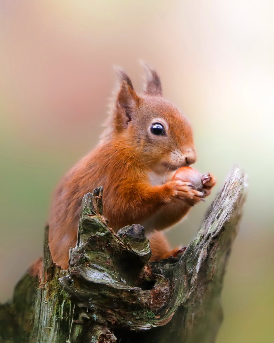 HannahStitfall's tweet photo. Another episode of Scotlands Big 5 is now over on @BBCEarth kids YouTube channel! 🐿🐾🌲

Was a total joy to make this series! And the red squirrels certainly wanted to be filmed! 🐿🥰

Please share with any small people, but adults can watch to! 🤍

https://t.co/wrAGIBhtH7 https://t.co/W5XYJEjdLs