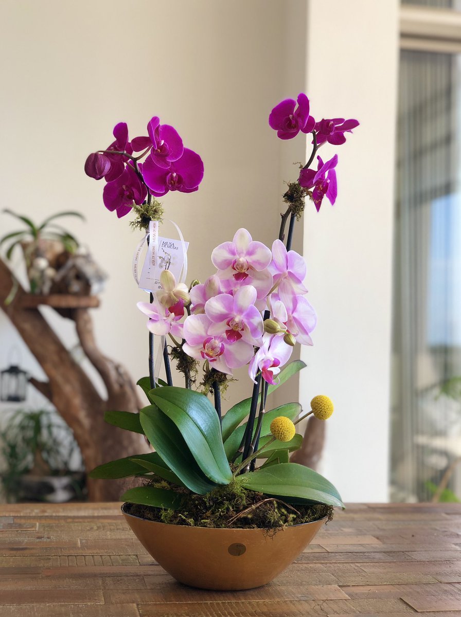 OrquideasMusa's tweet photo. ¡Jardín de Orquídeas! 
🍃🌷🍃🌸🍃

#musademusas #orquídeas #orchid #arreglosdeorquídeas #Cancún #orquídeasstyle #celebración #diseñodeorquideas #regalosflorales #flowers #orchidstyle #orchidlife #🌸 #🍃🌸 https://t.co/DY5eXsRwWz