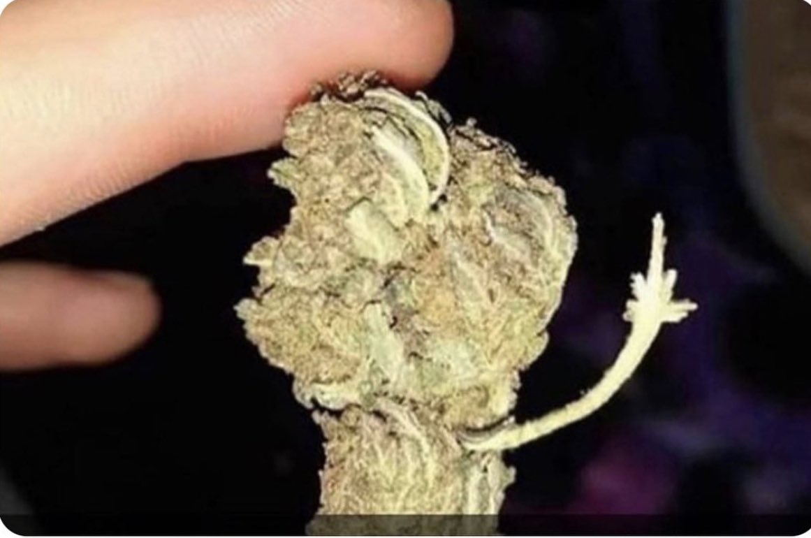 He’s getting smoked first for doing that shit