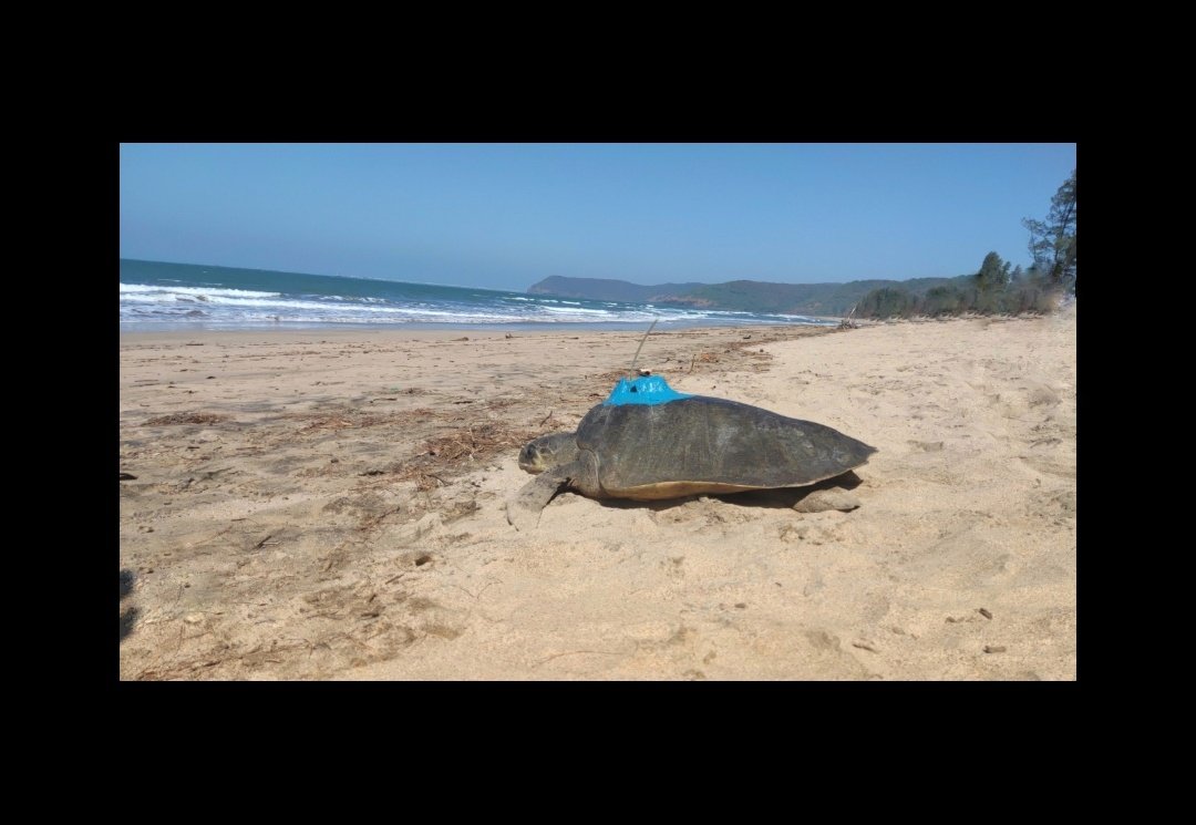 MangroveForest's tweet photo. Since 2nd March 2022, no signals/locations have been received from the female turtle ‘Laxmi’ which was tagged at Guhagar on 16th February 2022. It is suspected that this may be due to the malfunctioning of the transmitter or the turtle may have died.

@vrtiwari1 @wiiofficial1 https://t.co/IdczR3grAz