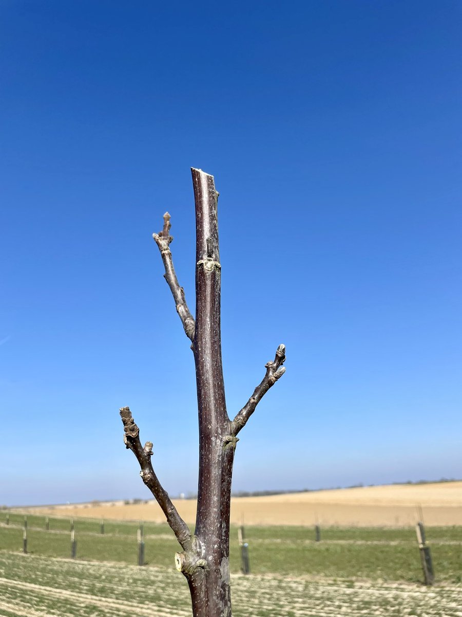 soilcapfarming's tweet photo. We were out in our agroforestry plots today to prune and fertilize the walnut trees! A bit of spring trimming, a bit of compost, a bit of organic manure  and off we go to kick start the season!

#agroforestry #walnut #pruning #organicfarming #regenerativeagriculture https://t.co/CTTSxL0yGG