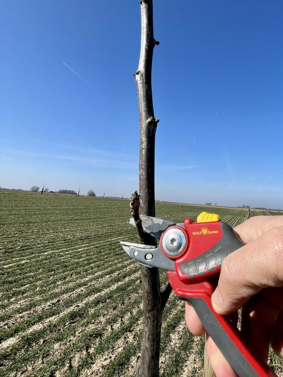 soilcapfarming's tweet photo. We were out in our agroforestry plots today to prune and fertilize the walnut trees! A bit of spring trimming, a bit of compost, a bit of organic manure  and off we go to kick start the season!

#agroforestry #walnut #pruning #organicfarming #regenerativeagriculture https://t.co/CTTSxL0yGG