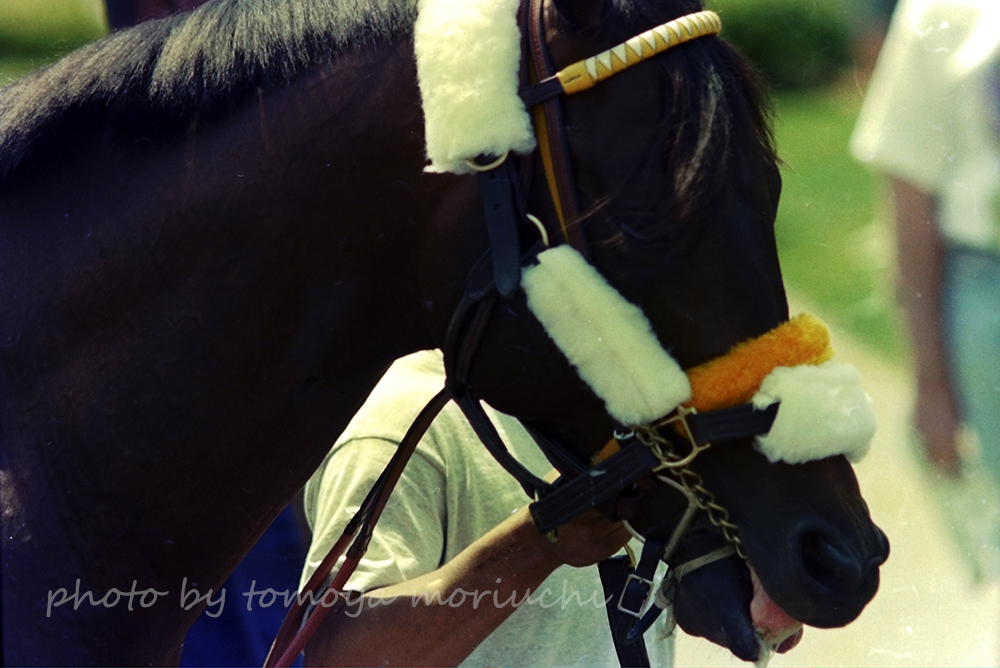 j_taro's tweet photo. Go For Gin, Churchill Downs Handicap, May 06 1995.
この頃のネガフィルムは変色がまずいことになってきましたね
#GoForGin https://t.co/2NgLuhh6qe