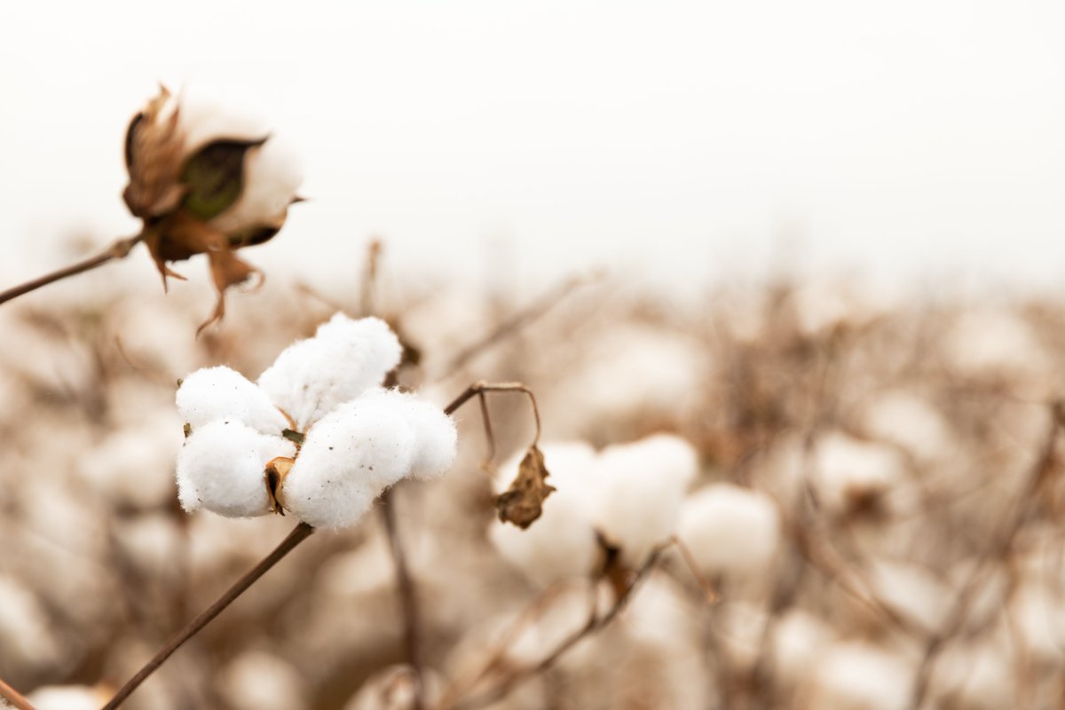 ChoiceCottonCo's tweet photo. Export Report: #Cotton #exportshipments keep hope alive. #exportreport
Read here: https://t.co/9dT8iygmZz https://t.co/SJFzTW0Z75