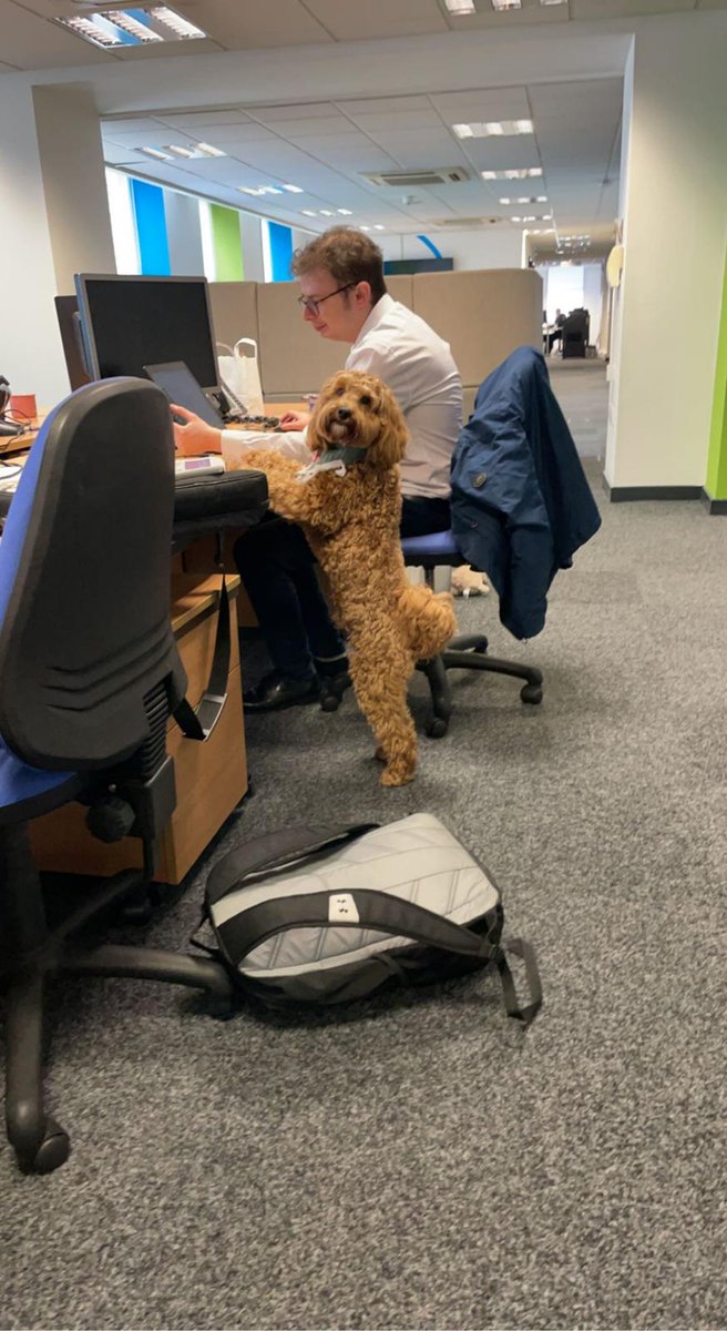 Been ably assisted at work by Bertie today... 🐶