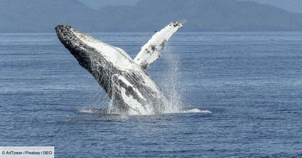 LMPositif's tweet photo. 🇦🇺 L'Australie vient de retirer les baleines à bosse de la liste des espèces menacées après une augmentation significative de leur nombre au cours de ces dernières années ! 🐳 ❤ (GÉO) https://t.co/p3uLLWKgmW