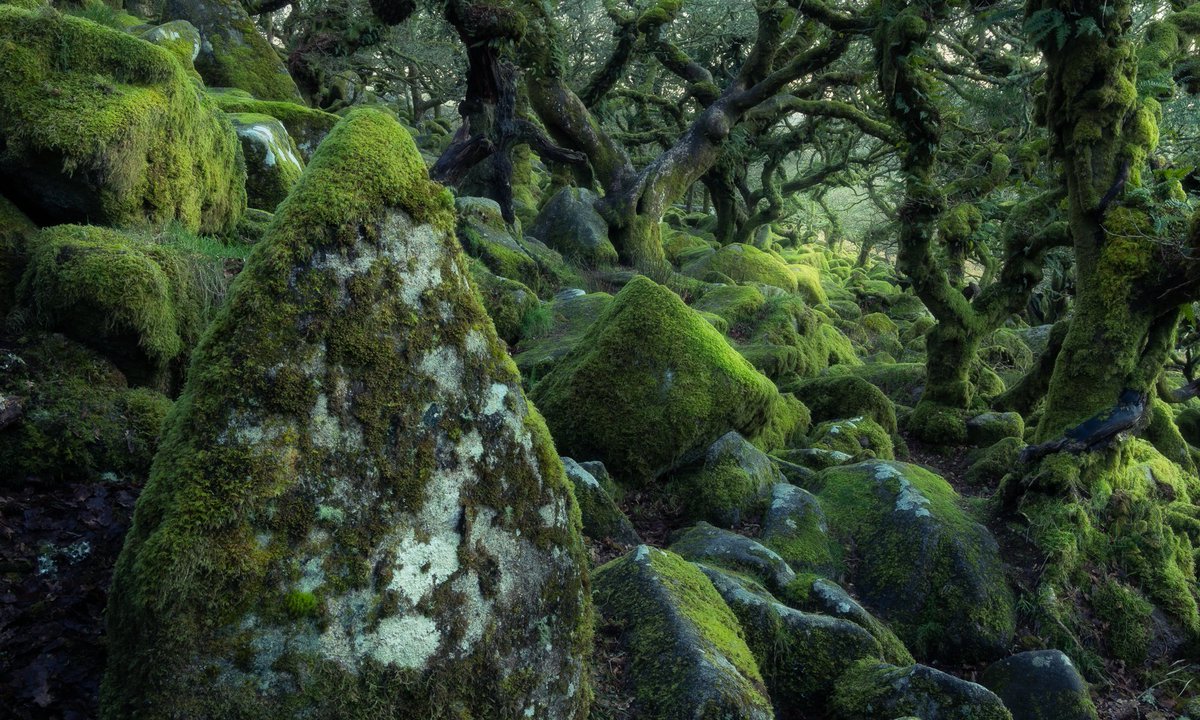 PhotographyFast's tweet photo. Stopped off for some woodland photography in Devon this week. Looks very lush considering it is mid-winter #woodland #landscapephotography #fsprintmonday https://t.co/GIqmGsbF95