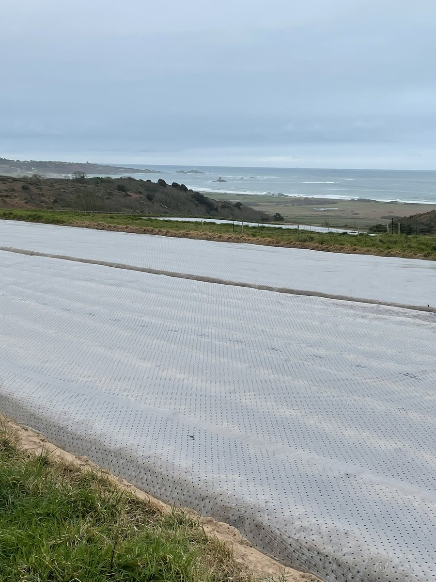 sophieleblancq's tweet photo. It’s as still as can be out west today. The spuds are just beginning to poke through the plastic. #dogsofJersey https://t.co/RCBjMjLlkM