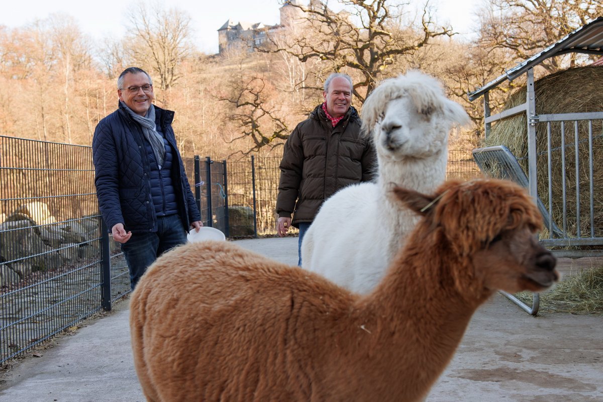 SababurgZoo's tweet photo. Die Alpakas erobern den Tierpark Sababurg!
Wir haben seit kurzem zwei zutrauliche Alpakas und suchen noch Namen. Macht mit und gewinnt tolle Preise!
Weitere Infos unter https://t.co/K2qVCVEreg https://t.co/GlefD7FQfX