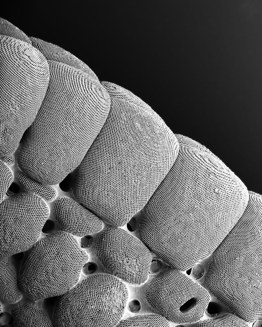 maximaxoo's tweet photo. #Science #Art: this #ScanningElectronMicrograph shows an ultra-close-up view of parts of a #starfish skeleton known as #ossicles — their highly ordered lattice structure makes them #LightButStrong and #DamageResistant
https://t.co/LP1cgMcJRZ via @Nature https://t.co/LdI1DSlLIb