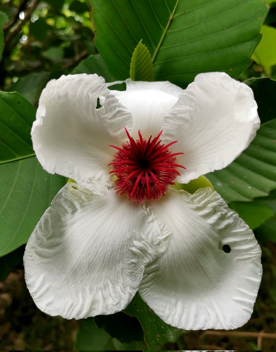 thorogoodchris1's tweet photo. Up in the hills of the Sierra Madre, we were lucky to see one of the most beautiful flowers in all the Philippines in full bloom: Dillenia philippinensis. https://t.co/zdTxDQQ4Q2