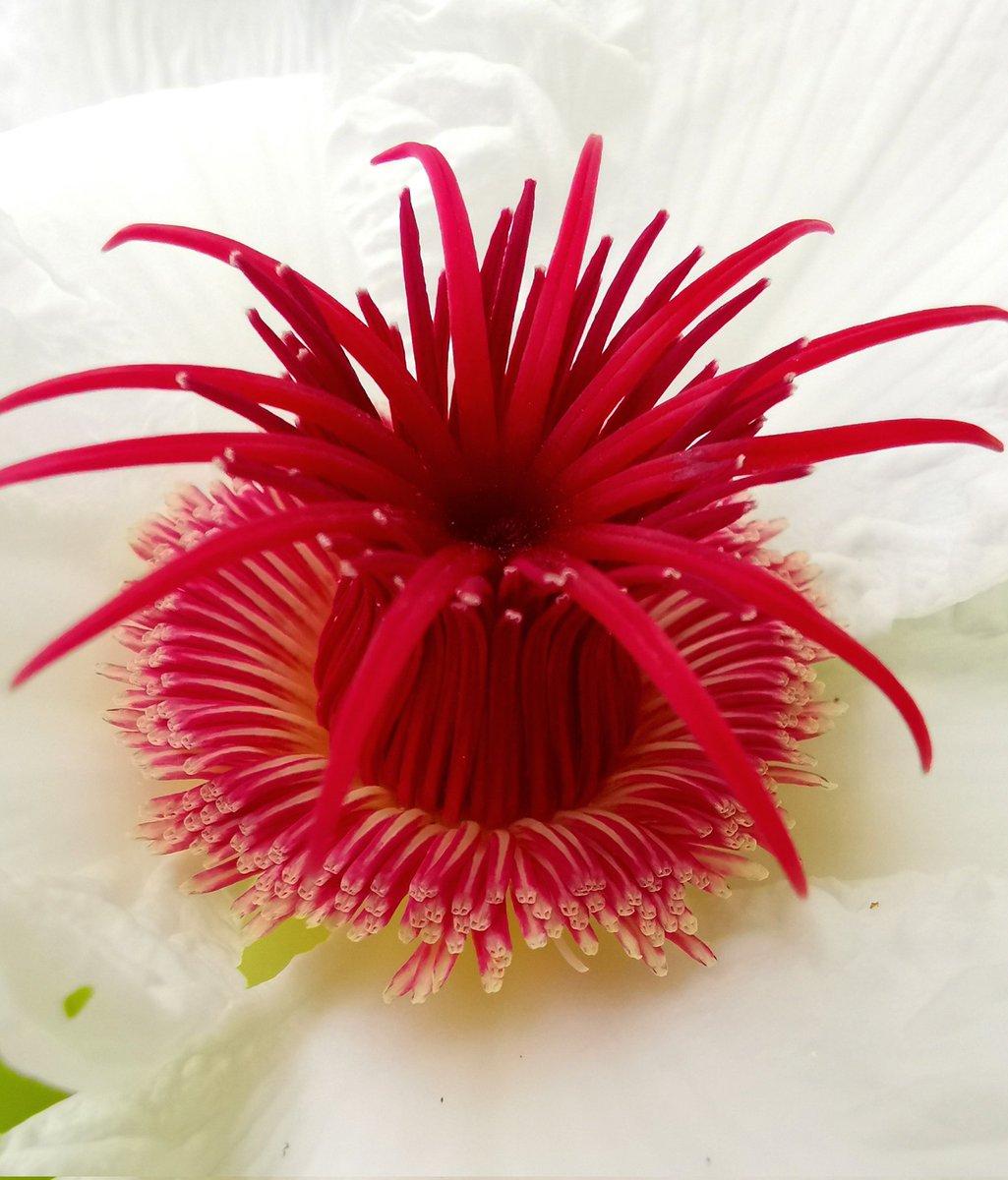thorogoodchris1's tweet photo. Up in the hills of the Sierra Madre, we were lucky to see one of the most beautiful flowers in all the Philippines in full bloom: Dillenia philippinensis. https://t.co/zdTxDQQ4Q2