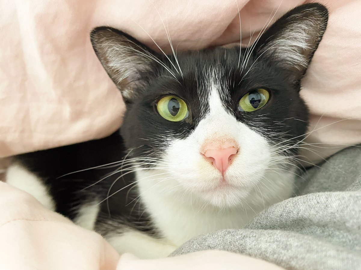 uta_a_cat's tweet photo. 起きたにゃ。いまなんじにゃ？

#cat #猫 #猫のいる暮らし #猫好きさんと繋がりたい #ハチワレ #かわいい #かわいいと思ったらRT https://t.co/pN6vf38m29