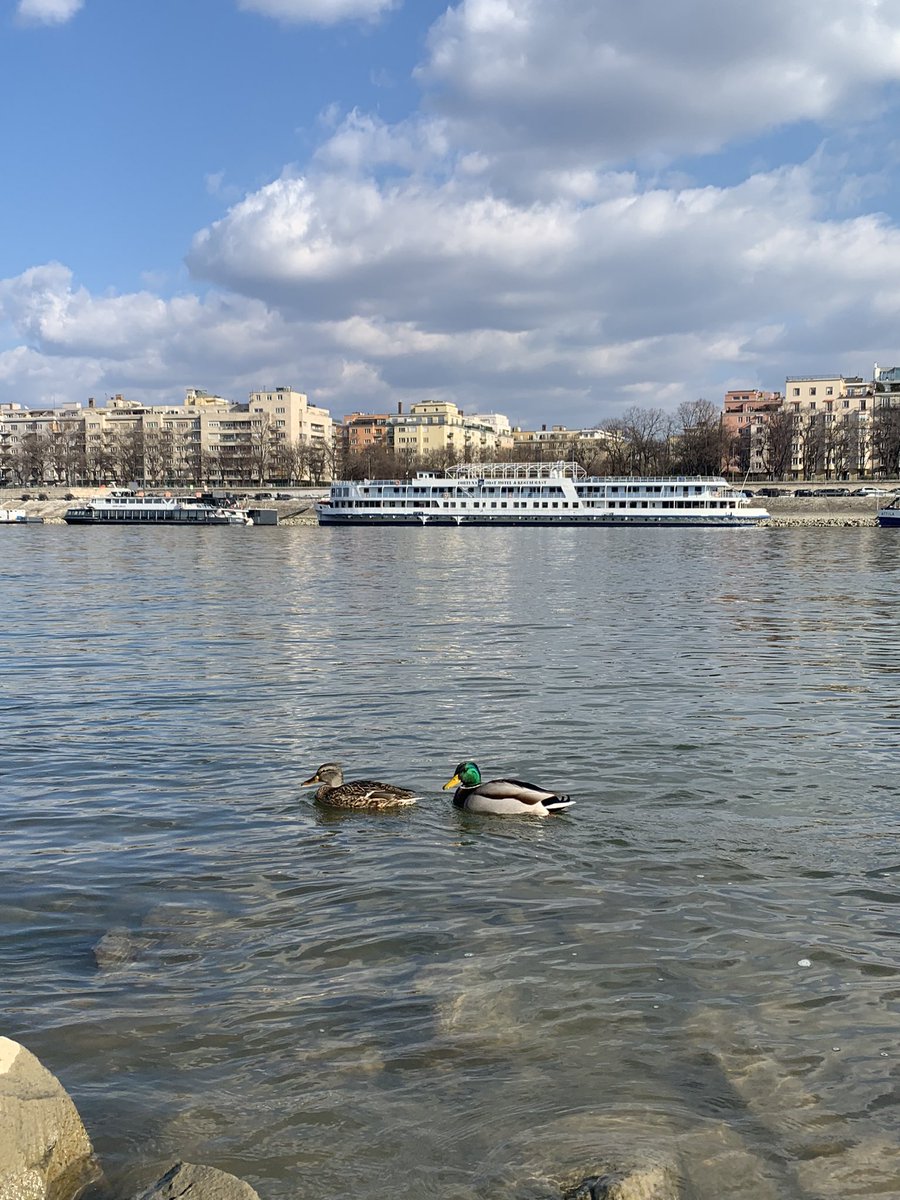 malikovatogzhan's tweet photo. @studyabroadcub walked around the city and spent some time on Margit island watching ducks 😼 https://t.co/vlYt7MYxhu