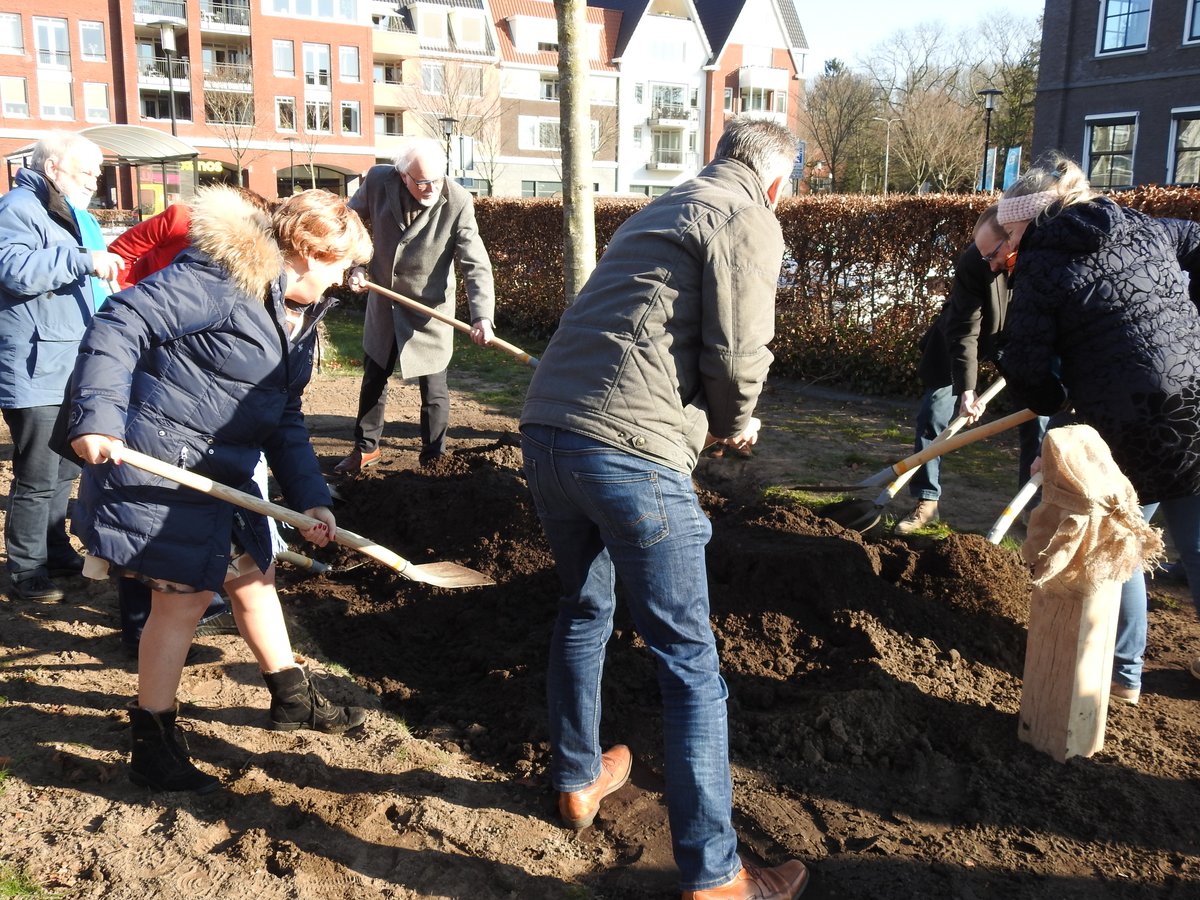 🌳 Woensdagochtend heeft de gemeenteraad een jubileumboom geplant ter ere van 'Ermelo 50 jaar zelfstandig'. De boom staat bij het voormalig Huis van Barmhartigheid aan de Stationsstraat 2. Op die plek heeft van 1972 tot 1978 het gemeentehuis gestaan! #gemeenteraad #Ermelo