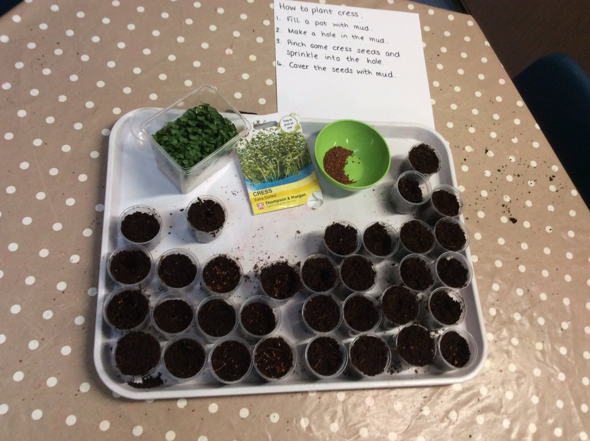 NLHWCPS's tweet photo. We’ve been following simple instructions to plant cress seeds. @WoodlandsPrima1 https://t.co/rO0Vf5uPO9