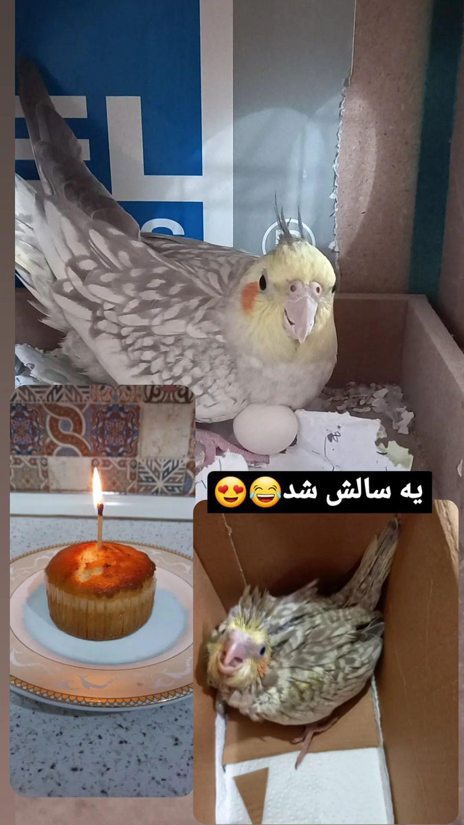 to_Qods's tweet photo. 🎉 https://t.co/CmVP6MeHHq