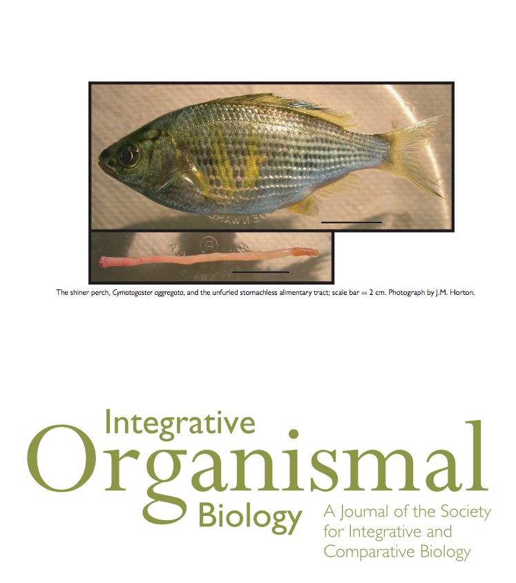 iobjournal's tweet photo. "The mechanical properties of #intestinal tissues determine how a thin-walled structure exerts forces on food and absorbs the force of food as it enters and travels down the gut..."
by Horton , Gosline & @EC_carrington
https://t.co/mG1ZPXcVfa
#fish #alimentary #evolution https://t.co/3KgtZvIC7U