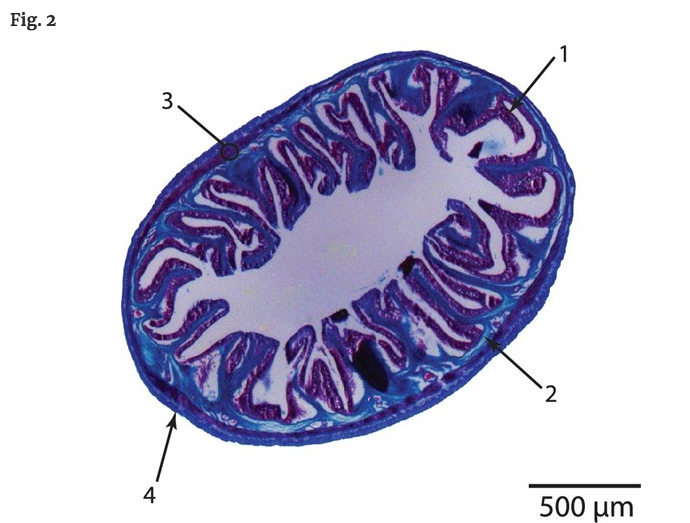 iobjournal's tweet photo. "The mechanical properties of #intestinal tissues determine how a thin-walled structure exerts forces on food and absorbs the force of food as it enters and travels down the gut..."
by Horton , Gosline & @EC_carrington
https://t.co/mG1ZPXcVfa
#fish #alimentary #evolution https://t.co/3KgtZvIC7U