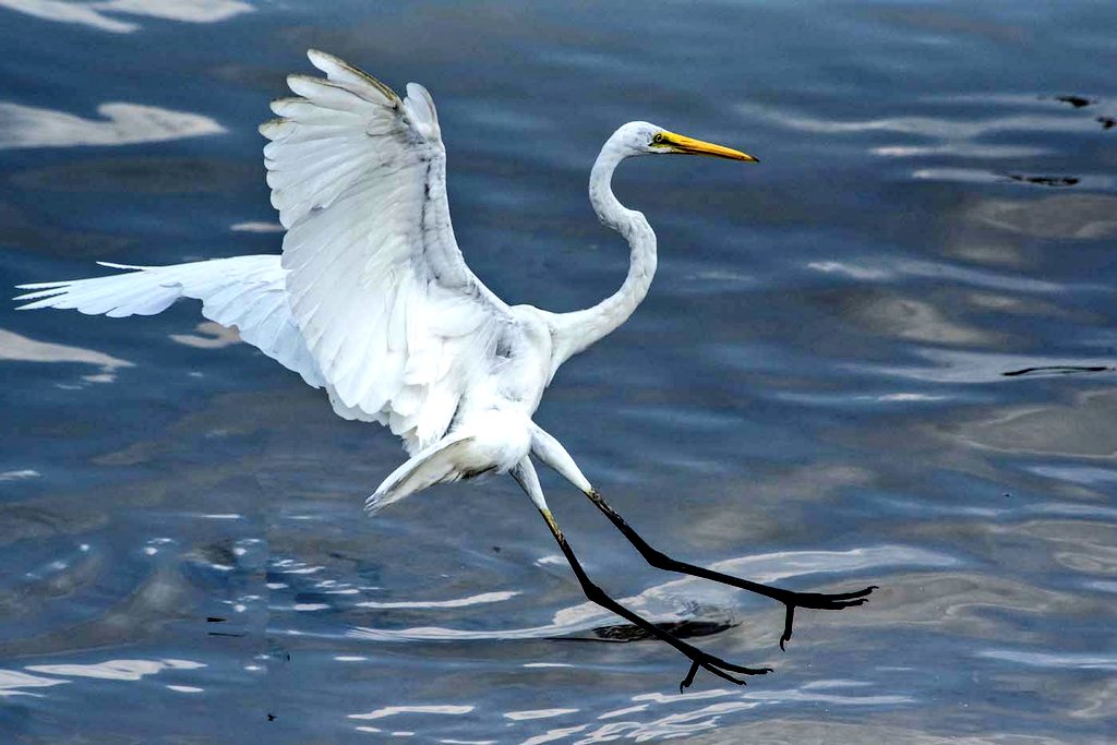 donfmchugh's tweet photo. Egret of the Day https://t.co/r0wzPdSREW