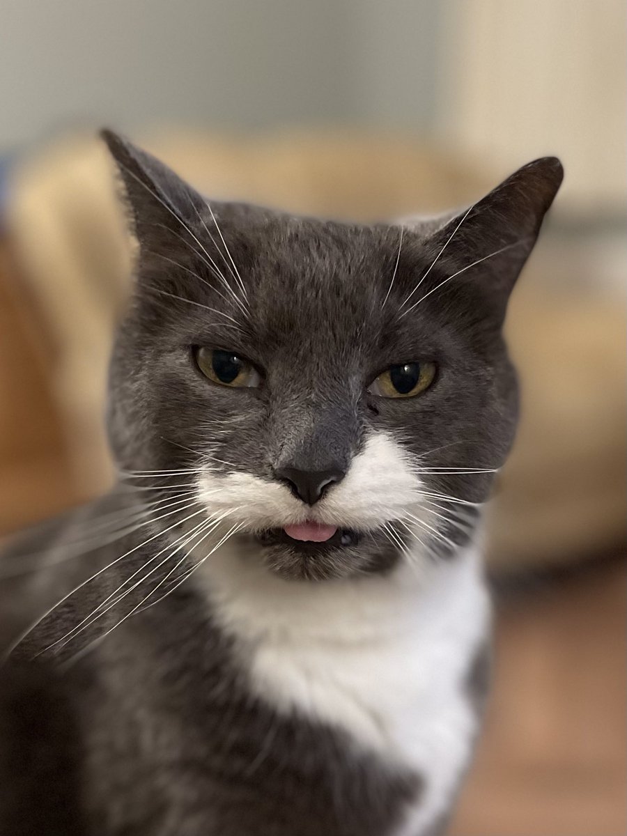 Doverliz's tweet image. What #rubycat thinks of Putin, although she couldn’t quite blow a raspberry.