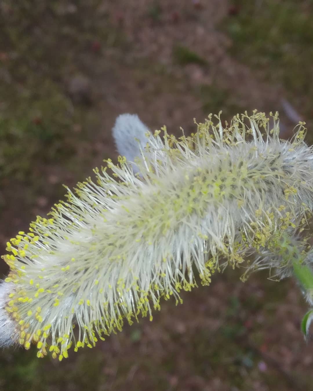 ネコヤナギの花 Twitter Search Twitter