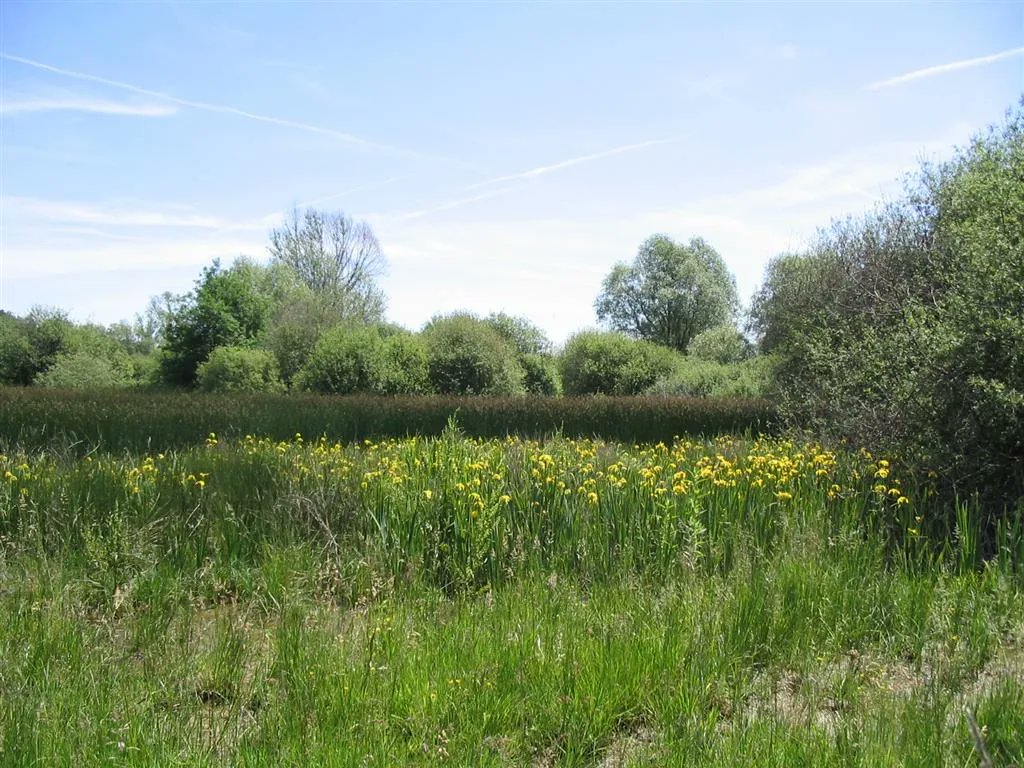 Travaux de débroussaillage sur le site de Lorlange - Haute-Loire : ce lac de chaux ( #zonehumide à niveau variable installée sur socle basaltique) est préservé par la commune avec le <a href="/CENAuvergne/">CEN Auvergne</a> depuis de nombreuses années. Diverses actions de gestion conduites via #Natura2000