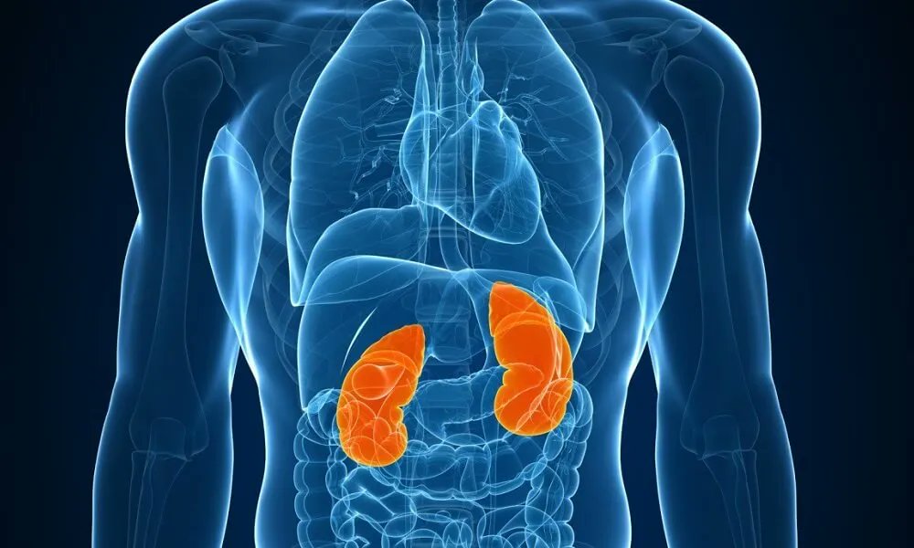 SEMERGENap's tweet photo. #DíaMundialdelRiñón 
📄 Documento de consenso de 10 sociedades científicas sobre DETECCIÓN Y MANEJO DE LA ENFERMEDAD RENAL CRÓNICA 
🖇️ https://t.co/H2Up5yvj8H https://t.co/4bII550jUQ