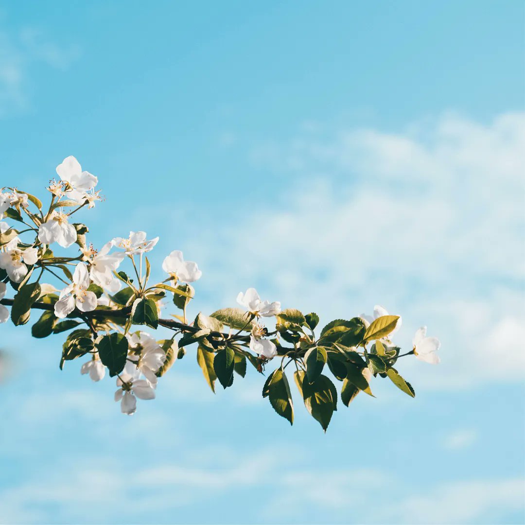 Did you know each #appletree variety has an optimum number of 'Chill Hours'? Generally, this is the number of hours in winter when the tree is dormant and below 7°C, and helps to produce a good crop the next season. So those cold grey days are helping to produce more #craftcider!