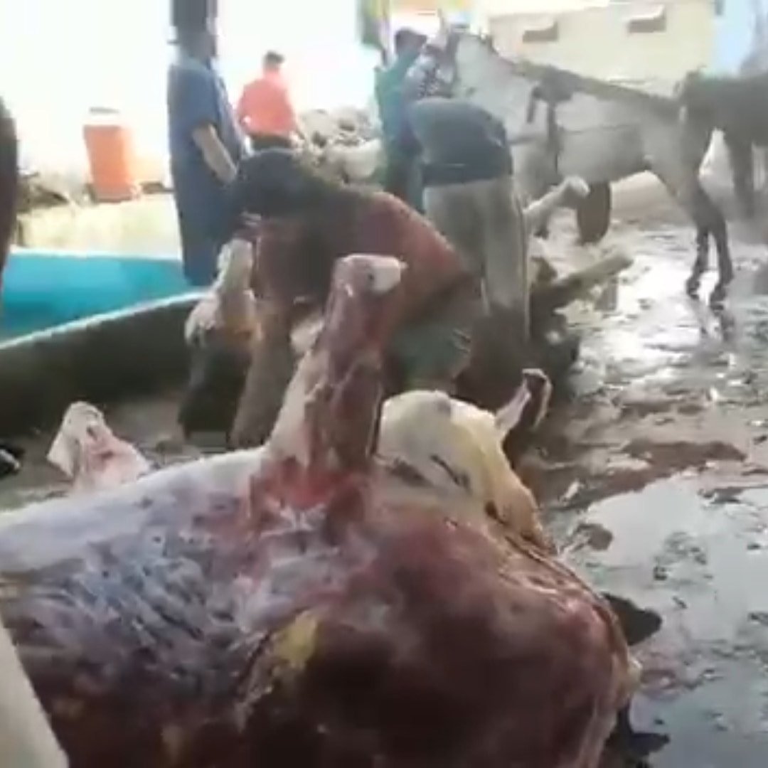 weatherwalay's tweet image. 🔴 A PUBLIC SERVICE MESSAGE!
#Karachi: Please avoid beef meat!! &quot;#LumpySkin&quot; in Cattle is spreading quickly. Take care of yourself and your family.Some butchers began slaughtering sick animals for illicit profits. There is NO #TREATMENT for disease. It does not affect #humans.