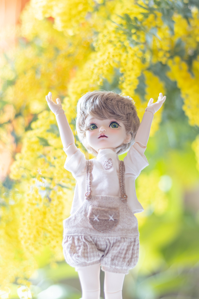 papier_to_puppe's tweet image. ミモザの日の残りの写真も現像しました📷✨
#myoudoll