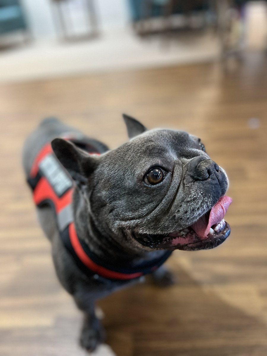 MoorePlaceEsher's tweet photo. We believe that keeping our residents socially active and engaged in activities can bring many benefits to their well-being. 

One of our residents favourite activities is pet therapy which is a regular activity on our planner each month. 

#MoorePlace #Esher #PetTherapy #Surrey https://t.co/cQ8pwTQW0g