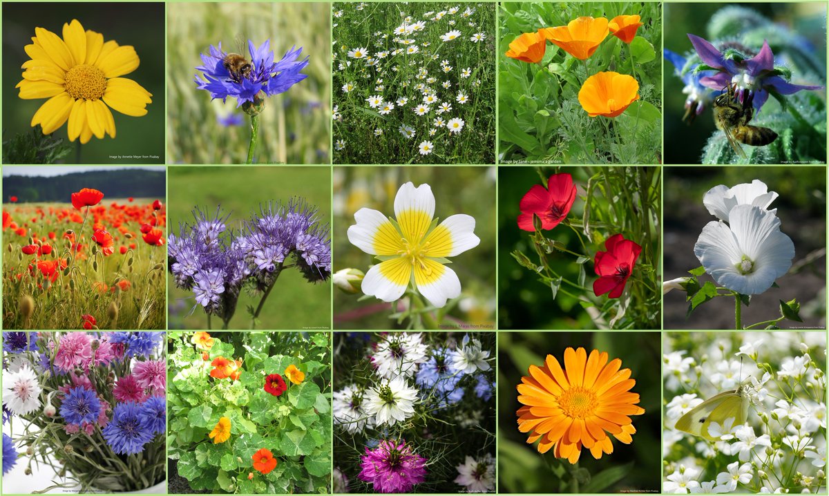 Jemimasgarden's tweet photo. Time to sow some seeds 🙂
help the Bees and Butterflies this summer by growing some nectar and pollen rich flowers 🐝🦋
My seed collections in tins also make great pressies for gardening Mums 😉
#GardeningTwitter #bees #seeds #MothersDay 
#MHHSBD https://t.co/Z5grBPEU7o