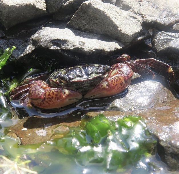 カニの散歩道crabs Promenade Crabspromenade Twitter