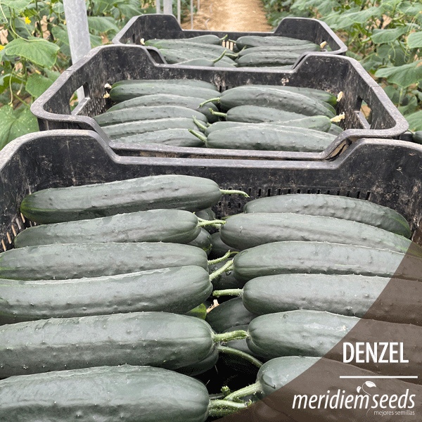 MeridiemSeedsES's tweet photo. DENZEL 🥒🥒🥒

Nueva variedad de pepino francés muy productiva.

Fruto de color verde 🟢 oscuro y espinoso , de unos 24 cm de longitud , homogéneo y bien formado durante todo el ciclo.
Resistente 💪 a venas amarillas, amarilleo y oídio.

#MeridiemSeeds #Semillas #Denzel https://t.co/M9sokTPEnT