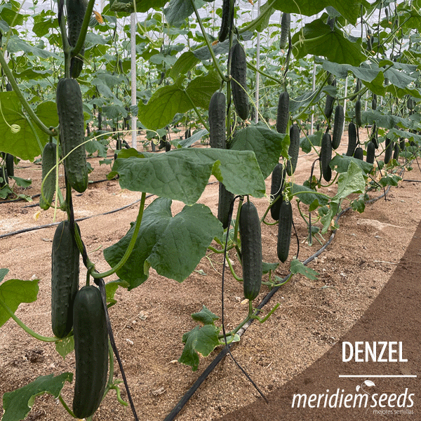 MeridiemSeedsES's tweet photo. DENZEL 🥒🥒🥒

Nueva variedad de pepino francés muy productiva.

Fruto de color verde 🟢 oscuro y espinoso , de unos 24 cm de longitud , homogéneo y bien formado durante todo el ciclo.
Resistente 💪 a venas amarillas, amarilleo y oídio.

#MeridiemSeeds #Semillas #Denzel https://t.co/M9sokTPEnT