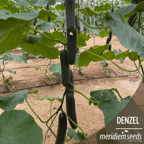 MeridiemSeedsES's tweet photo. DENZEL 🥒🥒🥒

Nueva variedad de pepino francés muy productiva.

Fruto de color verde 🟢 oscuro y espinoso , de unos 24 cm de longitud , homogéneo y bien formado durante todo el ciclo.
Resistente 💪 a venas amarillas, amarilleo y oídio.

#MeridiemSeeds #Semillas #Denzel https://t.co/M9sokTPEnT