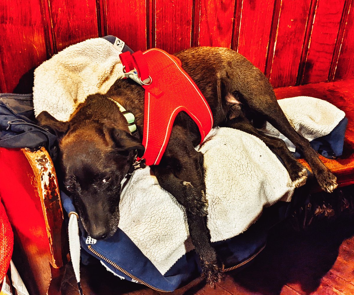 Olly having a snooze by the fire.

#Cambridge #cambridgeuniversity #pub #instadog #instadog #puppy #pupper #puppersofinstagram