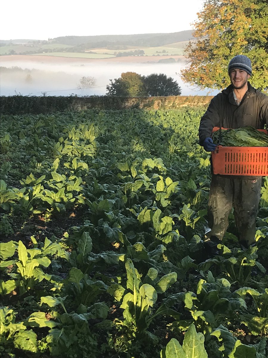 Crop Drop (@cropdrop) on Twitter photo In this week's newsletter you'll find:
👨🌾 A farmer update from <a href="/rippleorganics/">Ripple Farm Organics</a>
🍽️ A top tip on using up #swede
📋 Haringey Noticeboard - featuring local events, campaigns and #goodfoodjobs
🔟 Delicious seasonal recipes
Read it and subscribe here: us7.campaign-archive.com/?u=63c04b67a31… In this week's newsletter you'll find:
👨🌾 A farmer update from <a href="/rippleorganics/">Ripple Farm Organics</a>
🍽️ A top tip on using up #swede
📋 Haringey Noticeboard - featuring local events, campaigns and #goodfoodjobs
🔟 Delicious seasonal recipes
Read it and subscribe here: us7.campaign-archive.com/?u=63c04b67a31…