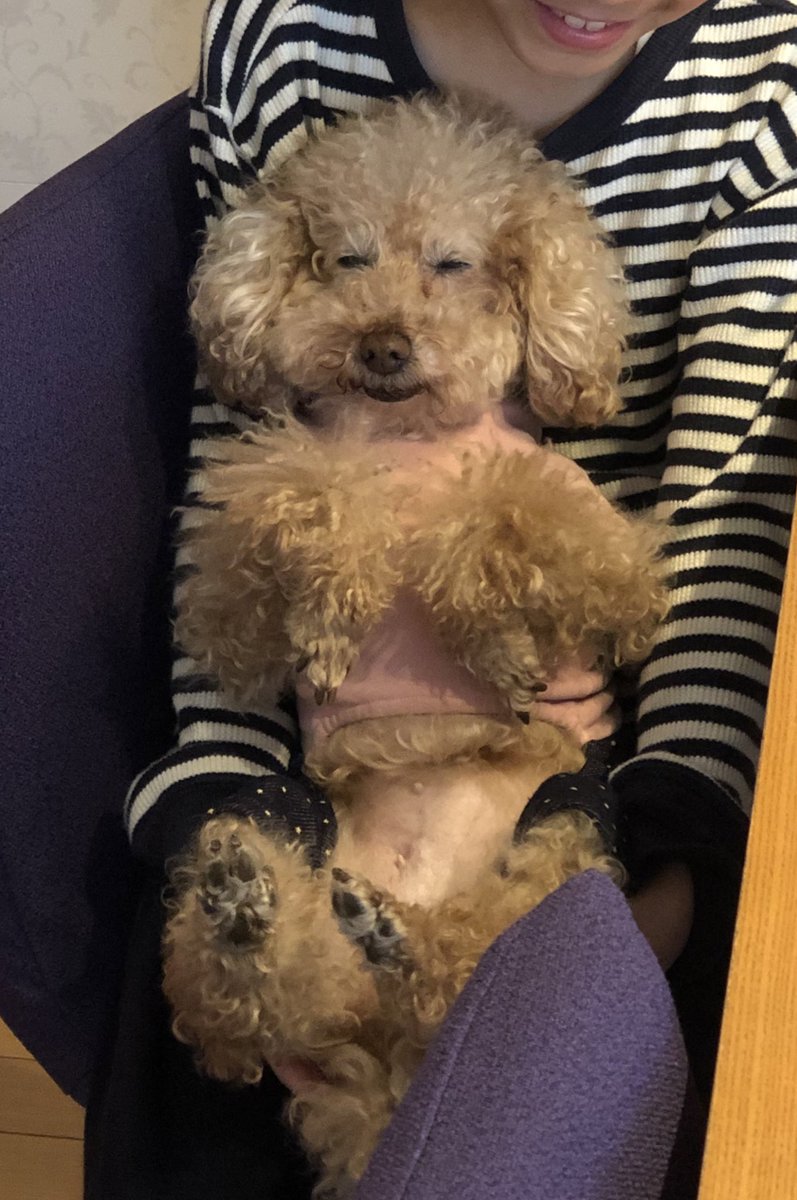 jnks02's tweet photo. 苦手な息子に抱っこされる。

ちーん。
オワタ…

#トイプードル　＃元保護犬 https://t.co/XdR6lCM3QV