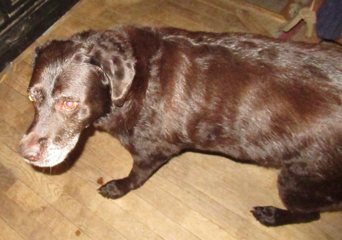 CarriesCritters's tweet photo. What a silly dog to lay so still outside my door after a bath. https://t.co/esGylo7pCm