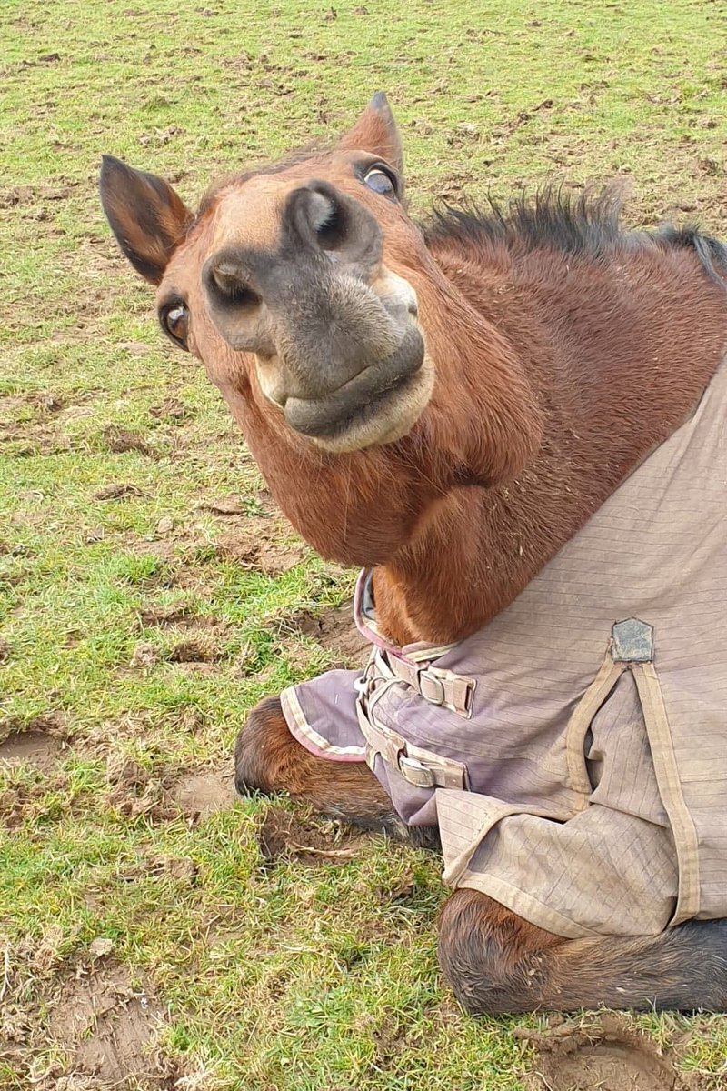 RRHCentre's tweet photo. Top marks if you can identify this long-standing resident who is pulling faces at the camera!😆
*Clue, he's more human than horse! https://t.co/QlEZ5weLLQ