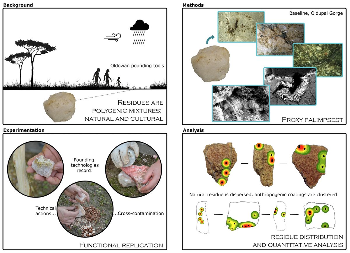 iphes's tweet photo. 🟣 A recent scientific study uses GIS techniques at a millimetrical scale to distinguish between natural and anthropic microbotanical residues attached to stone tool surfaces 🔗Open Access: https://t.co/UcMGrgKyTu https://t.co/jqjkffQXOZ