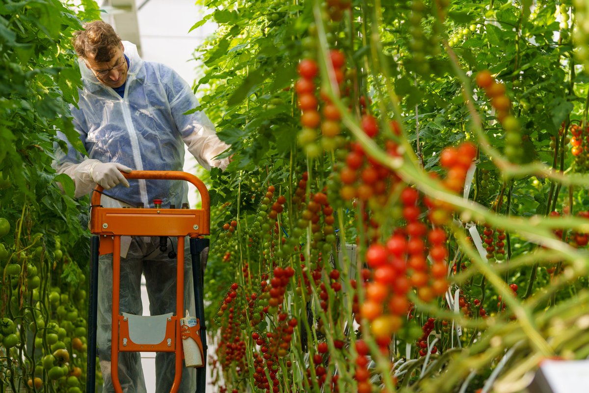 Plants are a rich source of bioactive molecules that promote growth and flowering, but also protect against diseases and enemies. Our extracts contain a wide range of these small bioactive molecules. Intrigued how we can help you? Visit dutchextractlibrary.com