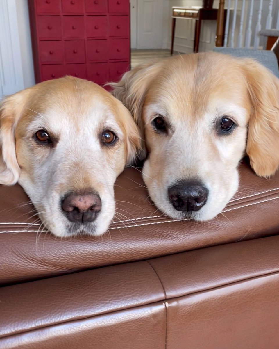 Oh hi  👀👋🏼 How’s everyone doing? #twitterdogcommunity #dogsoftwitter #dogs #GoldenRetrievers