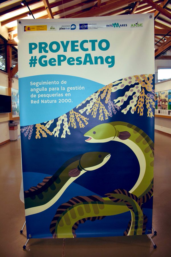 Ekoetxea_eus's tweet photo. 📌 #Ekoetxea #Txingudi
Esta semana en el centro se puede encontrar la exposición "#GePesAng".
ℹ️ Se trata de un proyecto sobre el seguimiento de la anguila europea dentro de la Red #Natura 2000.
📆Visita gratuita hasta el 31 de marzo en horario de apertura. c/c @asociacionanse https://t.co/FuLEtPBcdK