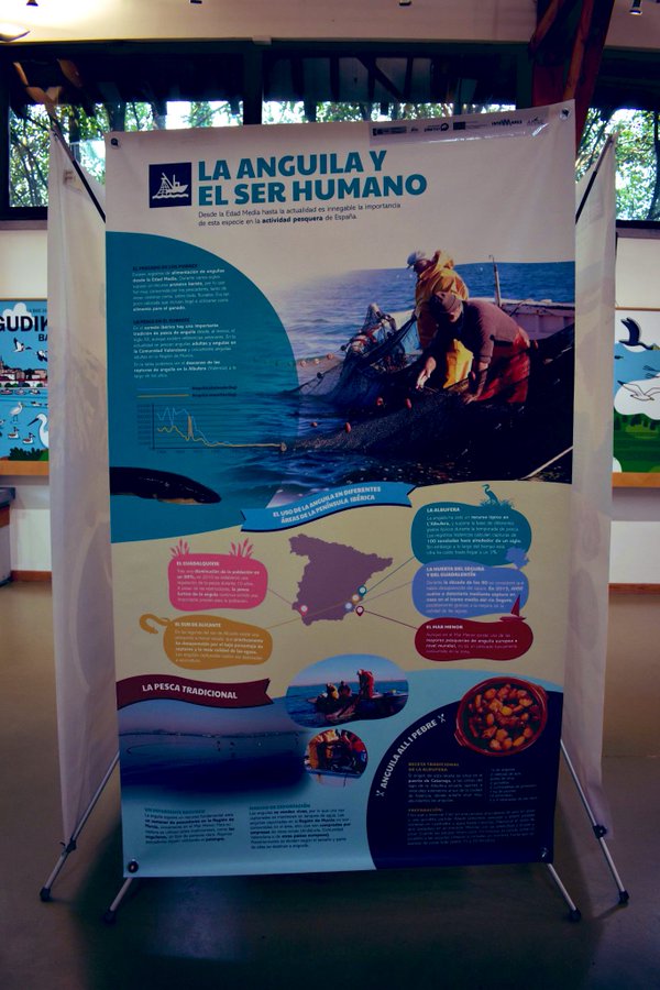 Ekoetxea_eus's tweet photo. 📌 #Ekoetxea #Txingudi
Esta semana en el centro se puede encontrar la exposición "#GePesAng".
ℹ️ Se trata de un proyecto sobre el seguimiento de la anguila europea dentro de la Red #Natura 2000.
📆Visita gratuita hasta el 31 de marzo en horario de apertura. c/c @asociacionanse https://t.co/FuLEtPBcdK