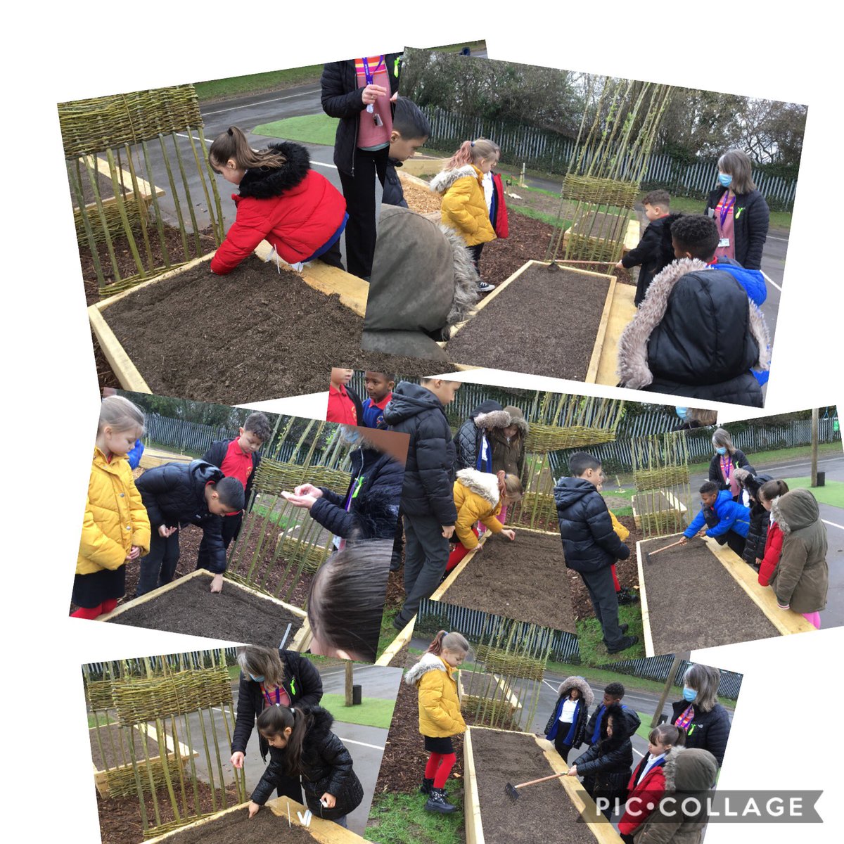 HTPS_Year3's tweet photo. Planting beetroot in our edible playground today. Even the 🌧 didn’t stop us!! @HTPS_Year3 #HTPSScT #EPCardiffCelebration https://t.co/U1lruPWMVX